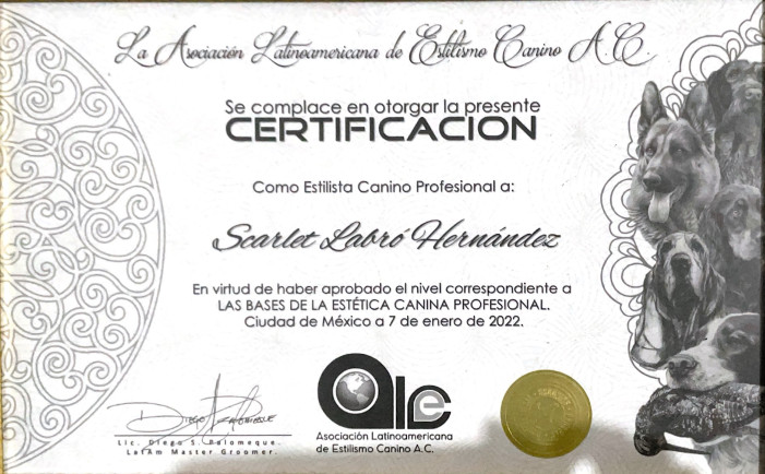 Certificado en Estilista Canino Profesional en Cuernavaca