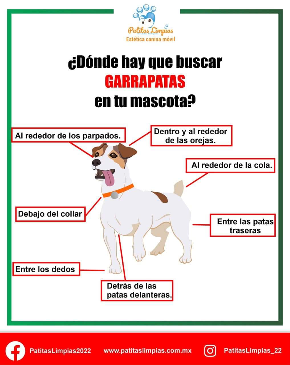 Agenda tu cita para tu mascota en la Unidad Móvil Canina de Patitas Limpias