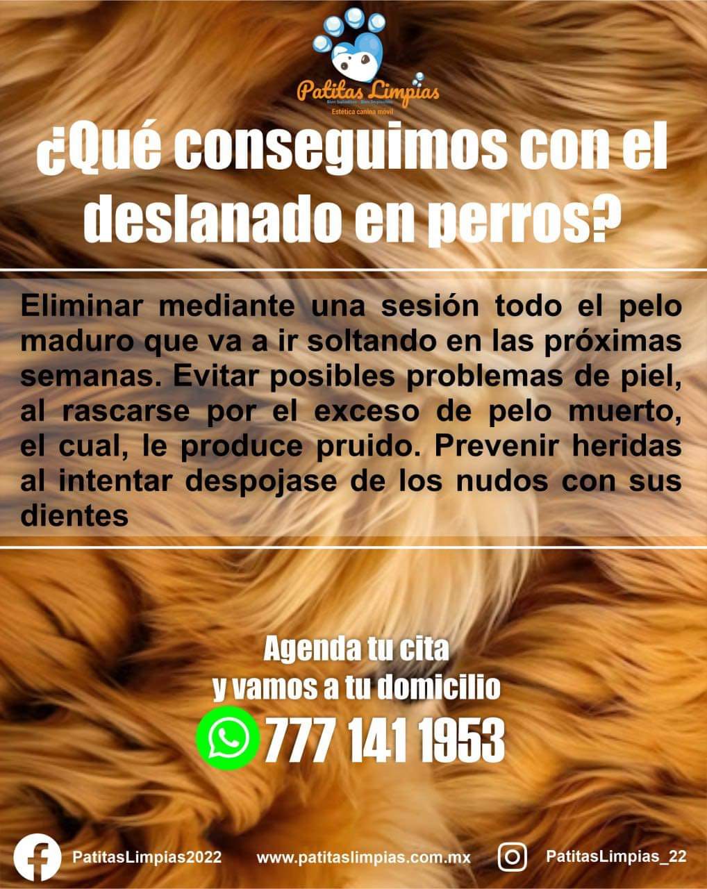 Agenda tu cita para tu mascota en la Unidad Móvil Canina de Patitas Limpias