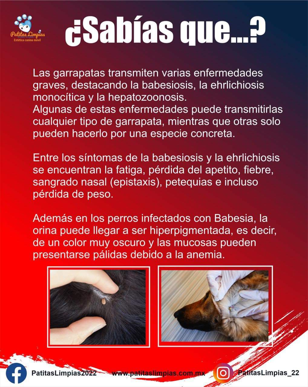 Agenda tu cita para tu mascota en la Unidad Móvil Canina de Patitas Limpias