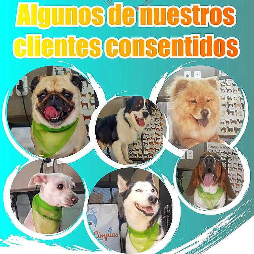 Agenda tu cita para tu mascota en la Unidad Móvil Canina de Patitas Limpias