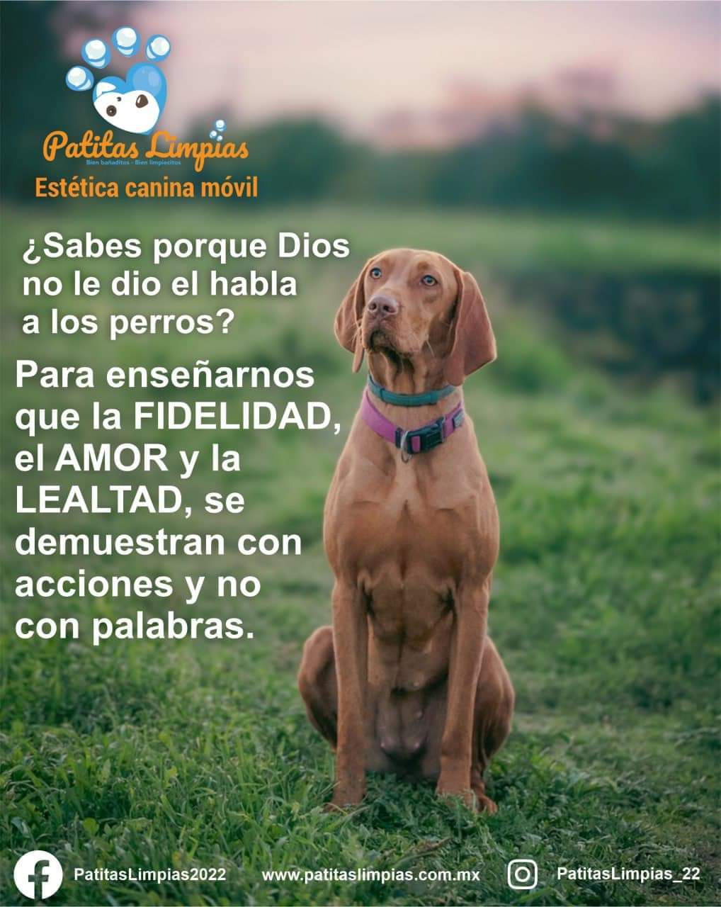 Agenda tu cita para tu mascota en la Unidad Móvil Canina de Patitas Limpias