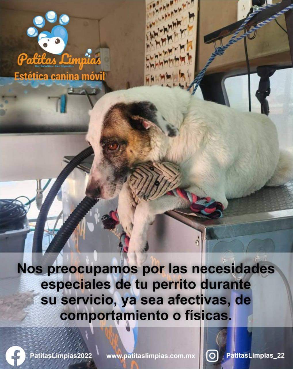 Agenda tu cita para tu mascota en la Unidad Móvil Canina de Patitas Limpias