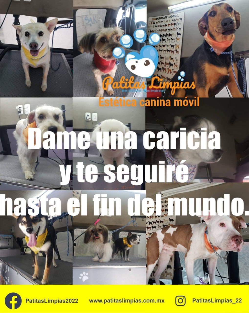 Agenda tu cita para tu mascota en la Unidad Móvil Canina de Patitas Limpias