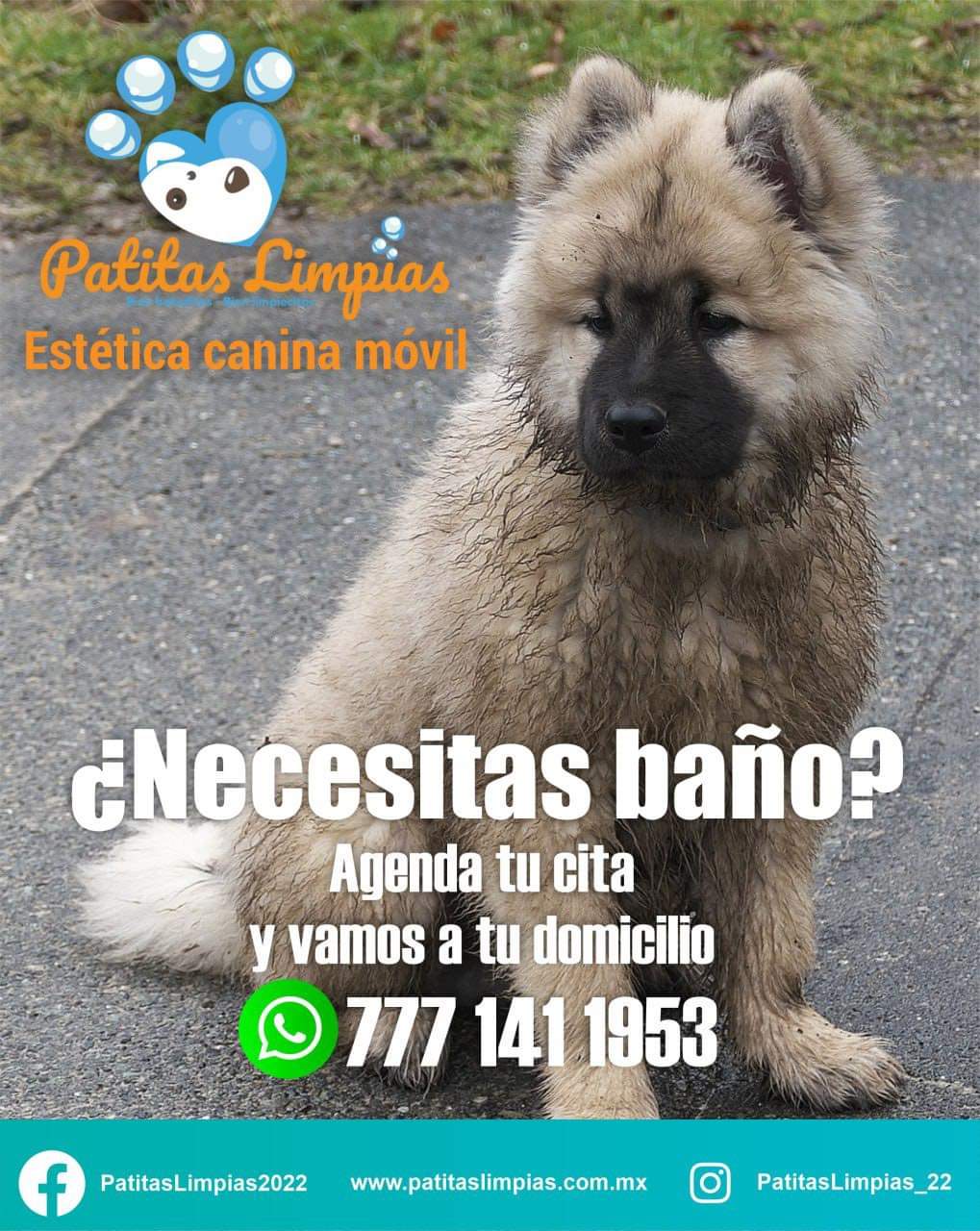 Agenda tu cita para tu mascota en la Unidad Móvil Canina de Patitas Limpias