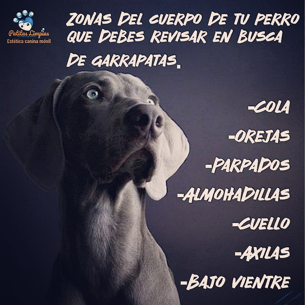 Agenda tu cita para tu mascota en la Unidad Móvil Canina de Patitas Limpias